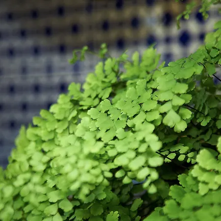 Emblematico San Agustin Икод-де-лос-Винос