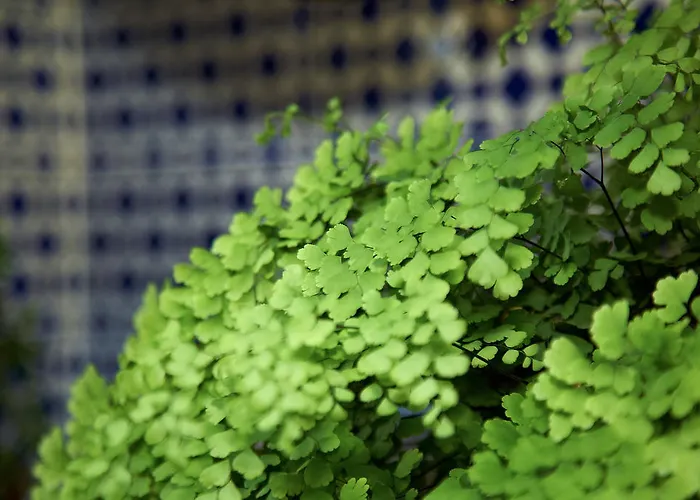 Emblemático San Agustin Icod De Los Vinos