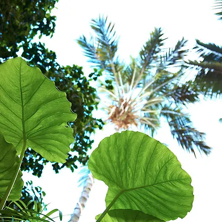 Emblematico San Agustin